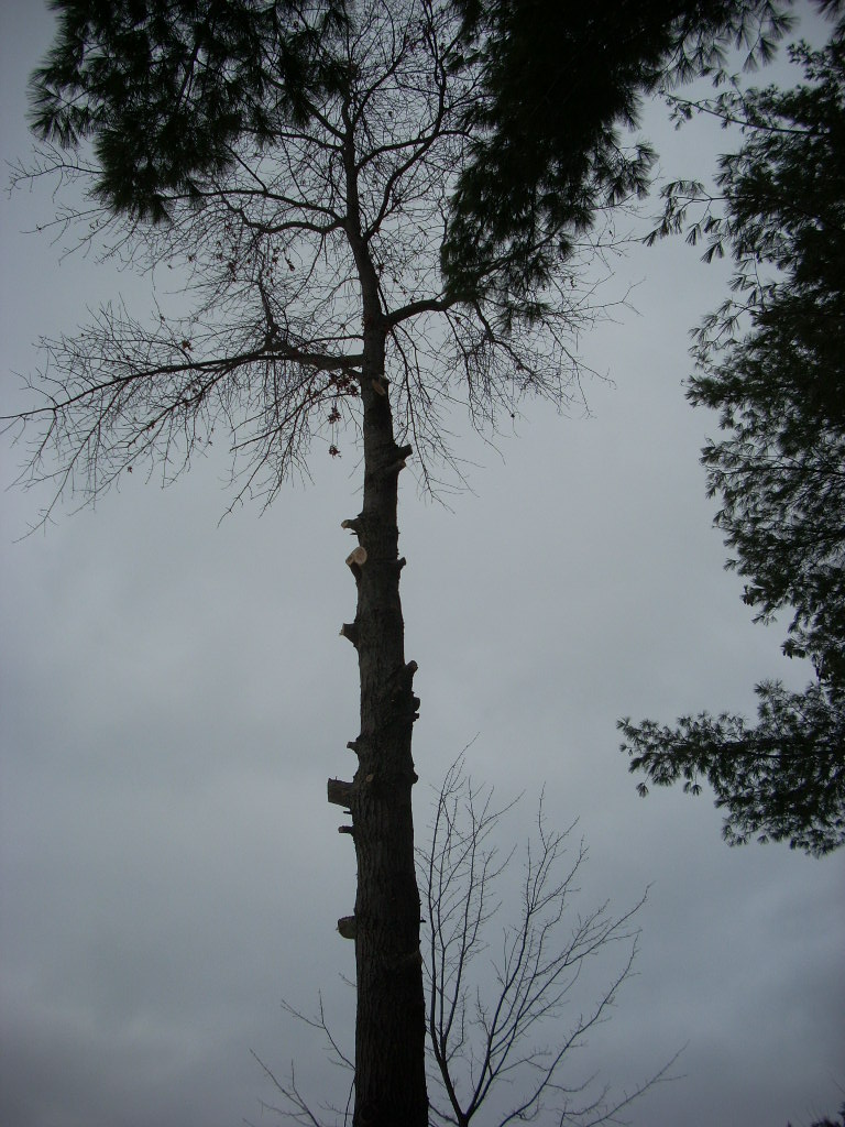 Tall tree with bare branches against a cloudy sky. A watermark reads SUPERMOTORS.NET
