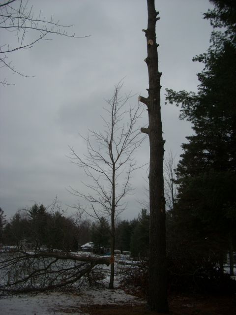 2000 Chevrolet Tahoe - A winter scene with snow on the ground and bare trees, including one that has been cut.