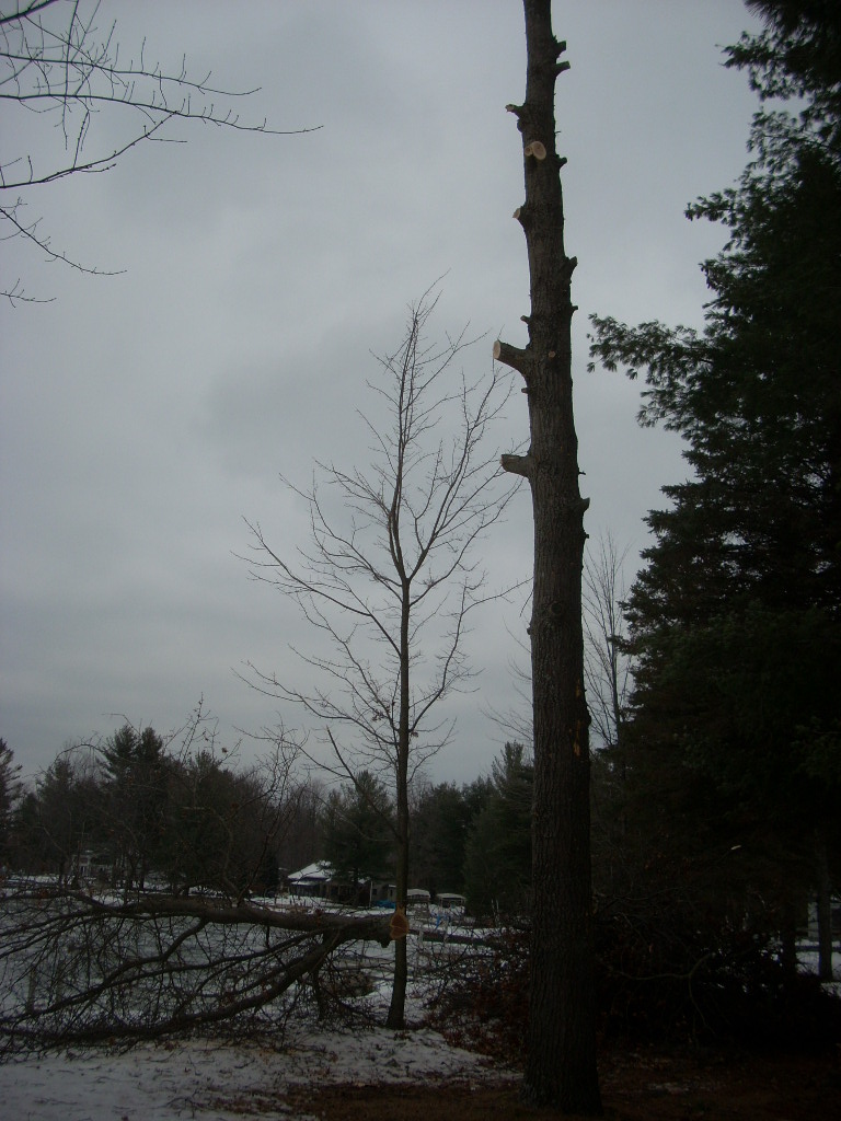Two trees, one tall and thin, the other thick and partially cut, stand in a snowy yard. A large fallen tree lies on the ground