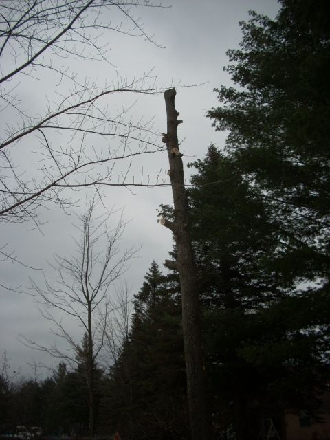 2000 Chevrolet Tahoe - A tall tree trunk stands against a cloudy sky, with evergreen trees in the background.