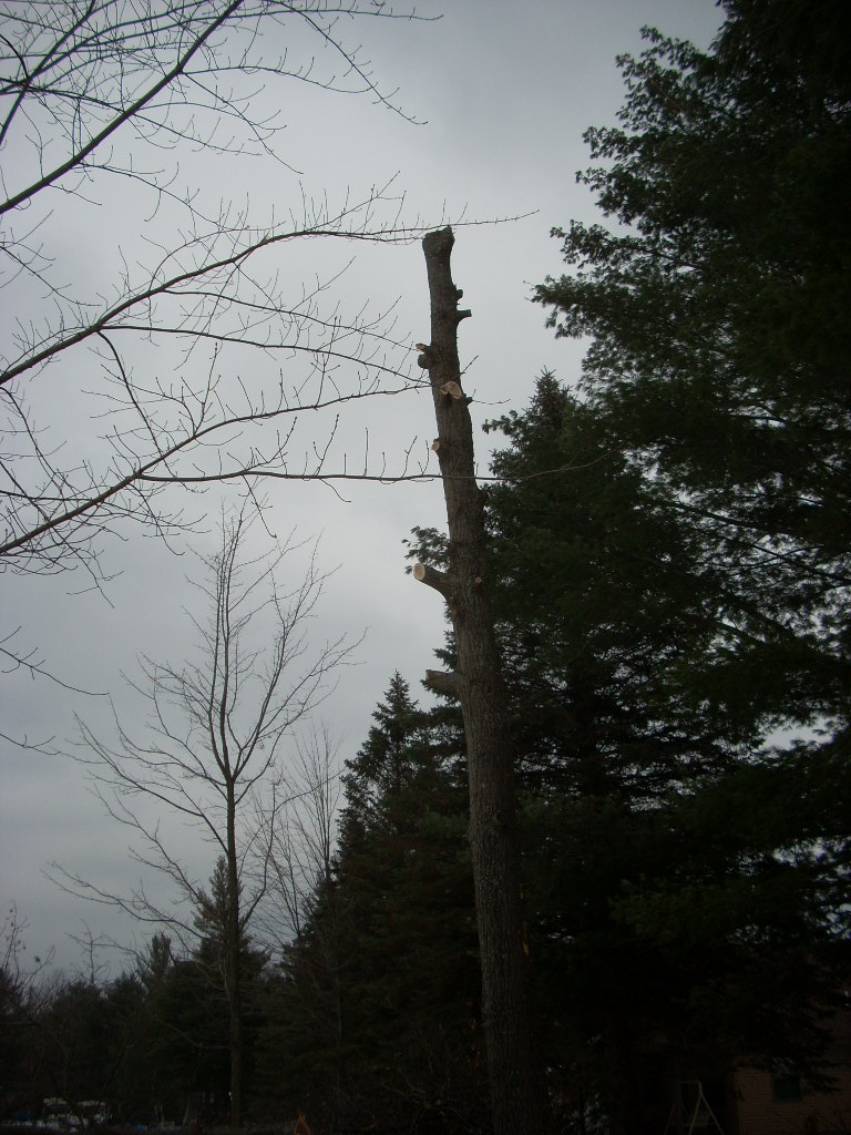 Tall tree trunk with cut branches against a cloudy sky, with evergreen trees in the background