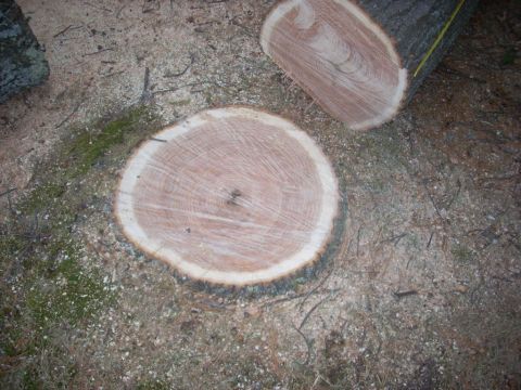 2000 Chevrolet Tahoe - The image shows freshly cut tree stumps and logs on the ground, with the Supermotors.net logo visible in the lower right corner.