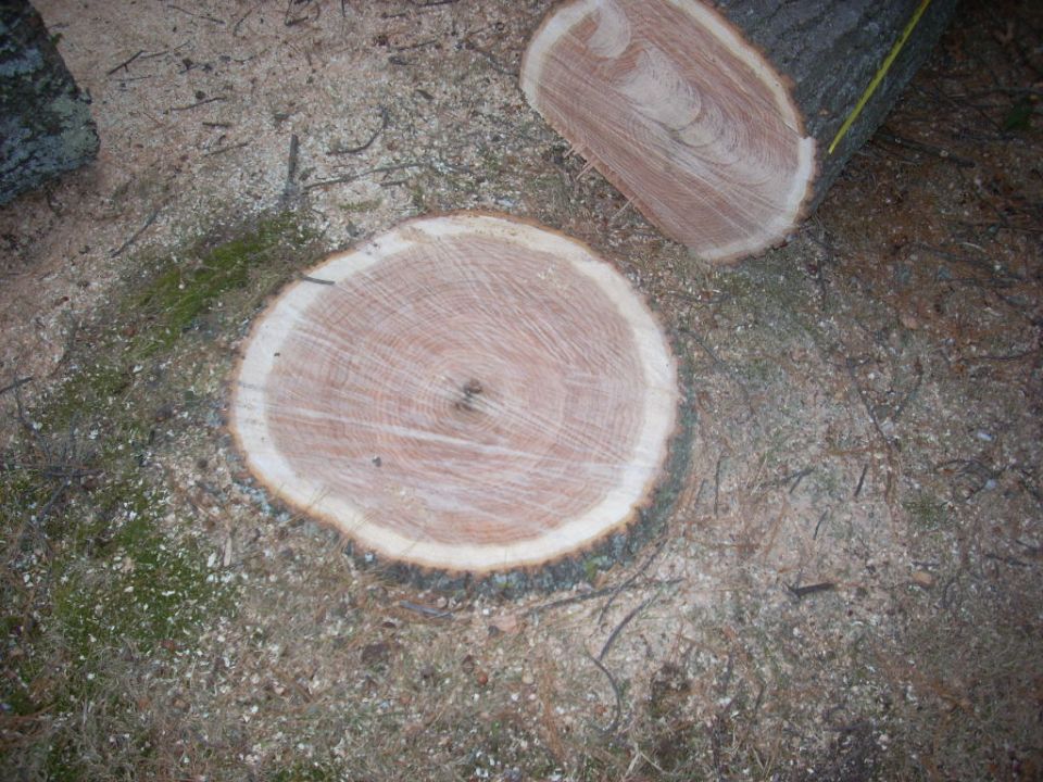 Tree stumps and logs on the ground. Supermotors.net logo in lower right