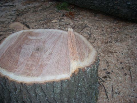 2000 Chevrolet Tahoe - Freshly cut tree stump with bark and growth rings visible, on a bed of sawdust.