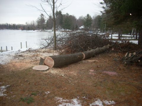 2000 Chevrolet Tahoe - A large tree has been felled and cut into sections, lying on the ground near a partially frozen body of water.