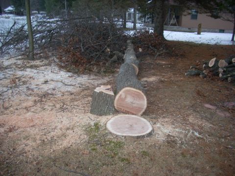 2000 Chevrolet Tahoe - A large tree has been felled and cut into sections, with sawdust scattered around the area.