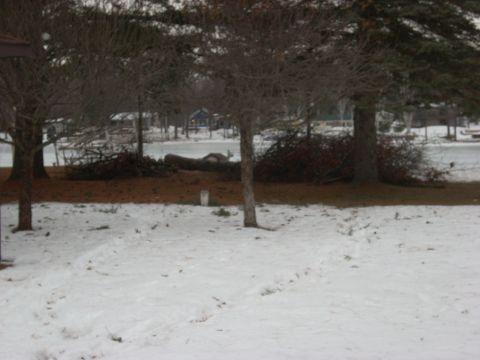 2000 Chevrolet Tahoe - A snowy landscape with trees and debris, suggesting a recent storm or yard cleanup.