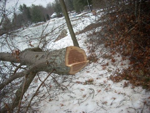 2000 Chevrolet Tahoe - A large tree trunk has been cut and lies on the ground in a snowy, wooded area.