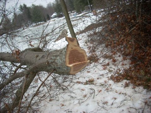 2000 Chevrolet Tahoe - A large tree trunk lies on the ground, covered in snow and surrounded by bare branches.