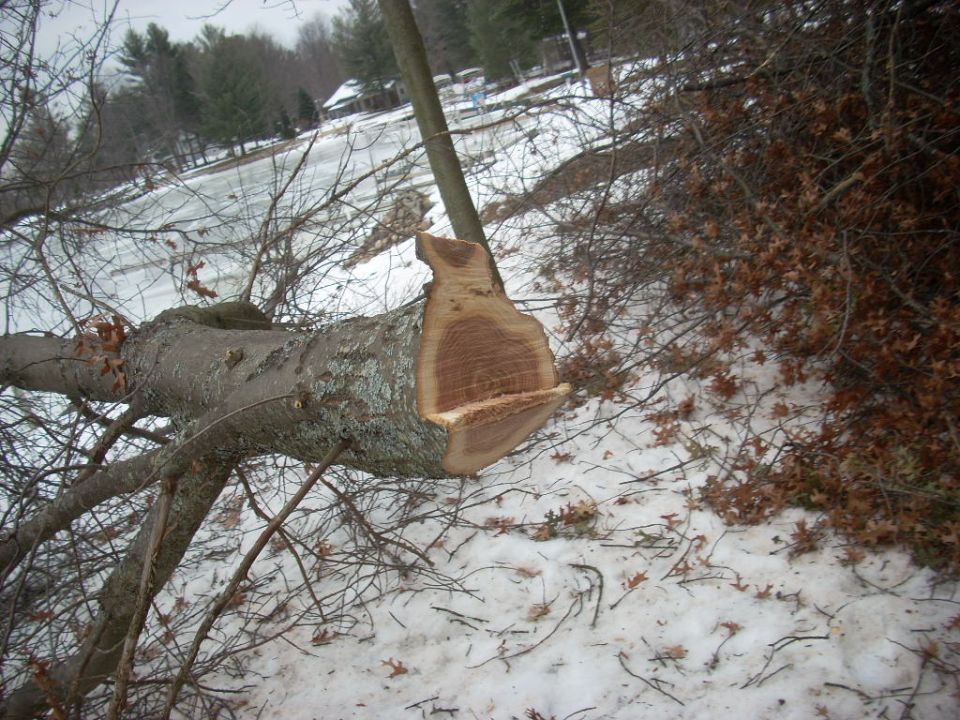 Fallen tree trunk with cut end showing rings, snow on ground, bare branches, and a frozen body of water in background