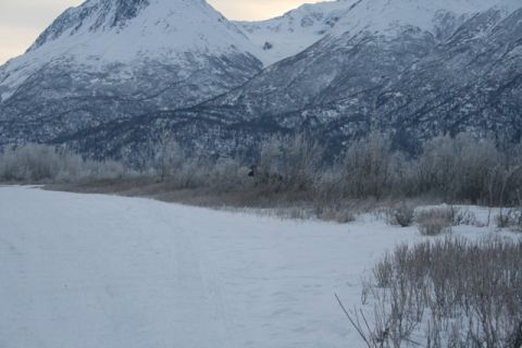 1990 Chevrolet Suburban - A moose stands in a snow-covered landscape, with frosted trees and mountains under a pale sky.