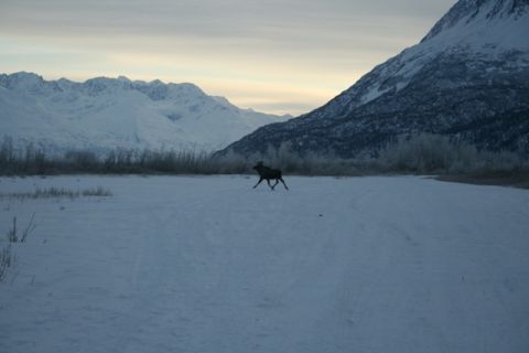 1990 Chevrolet Suburban - Moose runs through a snowy landscape with mountains under a cloudy sky.