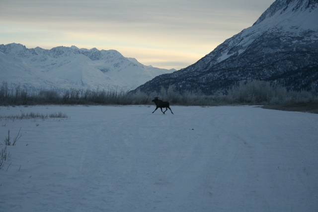 Moose running across a snow-covered field with snow-capped mountains in the background