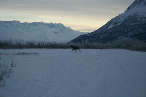 1990 Chevrolet Suburban - A moose is captured mid-stride as it runs through a snow-covered landscape, with mountains looming behind.