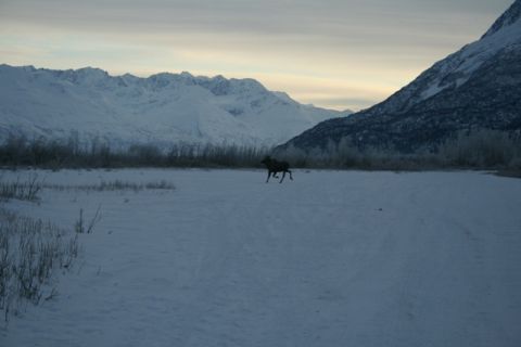 1990 Chevrolet Suburban - A moose is captured mid-stride in a snowy landscape, with snow-capped mountains looming behind.