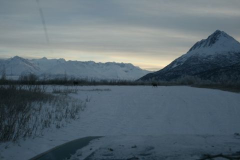 1990 Chevrolet Suburban - A winter scene captures two moose in a snowy field, with mountains rising in the distance under a cloudy sky.