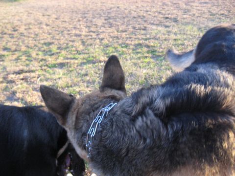 1978 Ford Bronco - Two dogs are visible in a dry, grassy outdoor area, one with a chain collar.