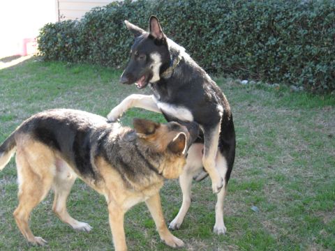 1978 Ford Bronco - Two German Shepherd dogs interact playfully in a sunlit yard.
