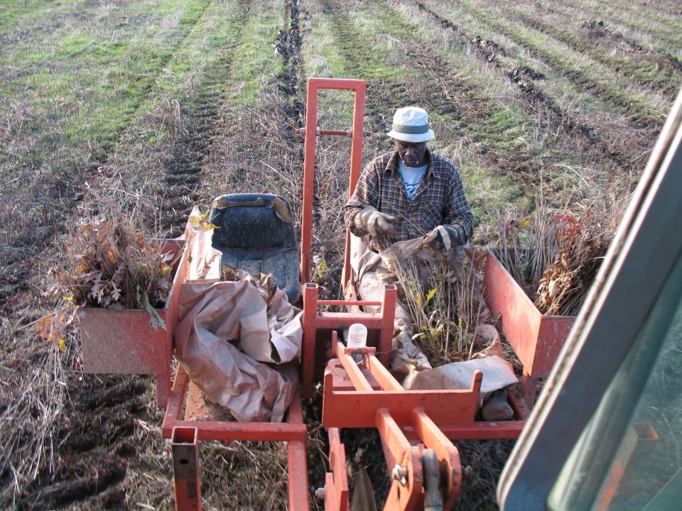 better pic of the same. You can kinda see the trench it cuts and how he sticks em in the trench. Then the packing wheels...pack the dirt back in around it.