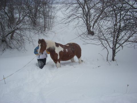 2000 Chevrolet Tahoe - A horse stands in a snowy landscape with a person nearby.