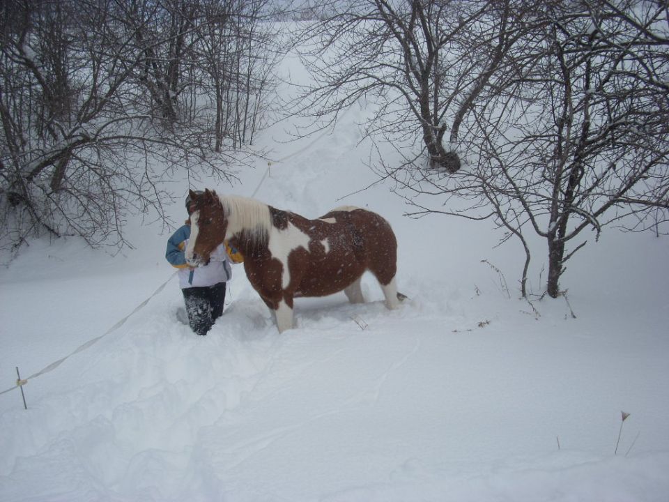 Brown and white horse standing in deep snow next to a person