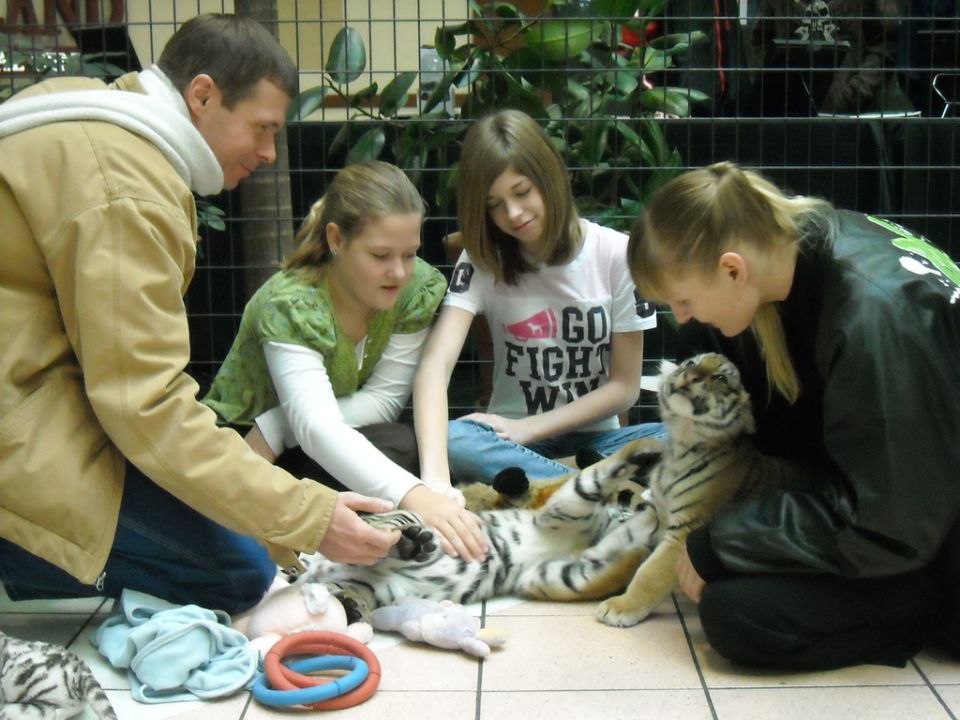 People petting a tiger cub at an indoor exhibit