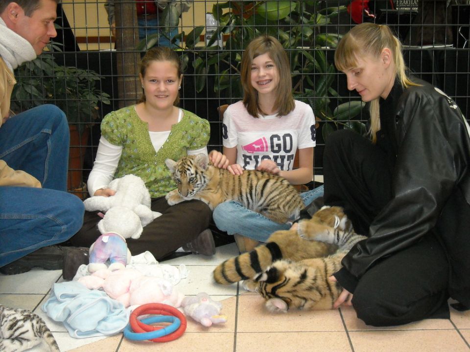 People sitting on a tiled floor petting two tiger cubs inside a fenced enclosure