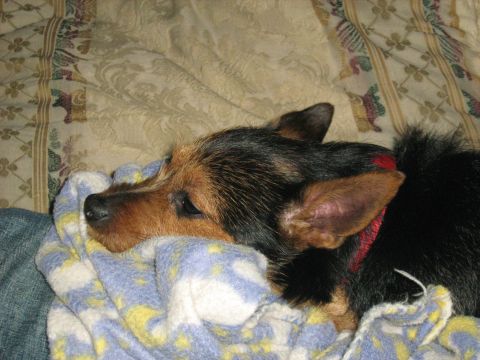 1988 Mercury Grand Marquis - A small dog with brown and black fur is resting on a patterned blanket.