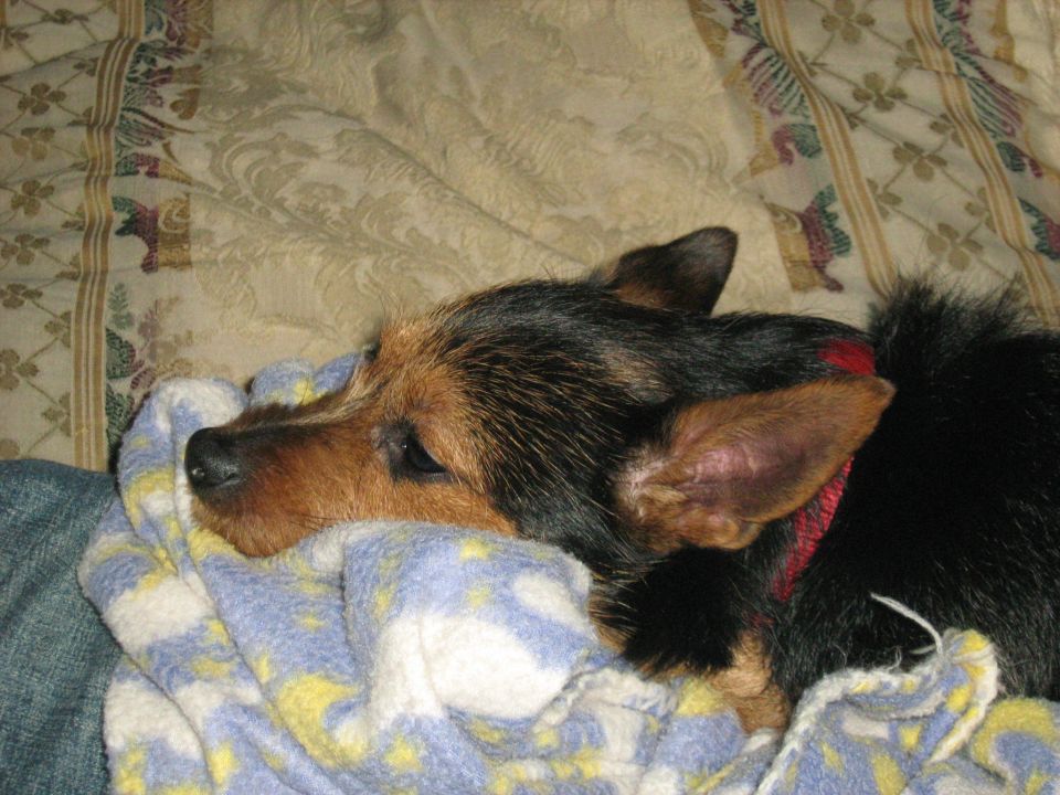 A dog resting on a blanket.