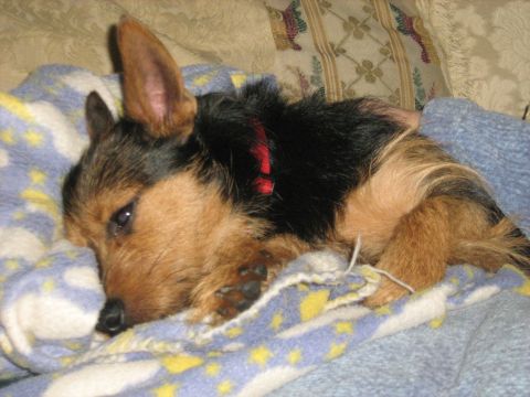 1988 Mercury Grand Marquis - A dog sleeps soundly on a patterned blanket, its red collar visible.