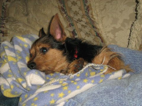 1988 Mercury Grand Marquis - A small dog with tan and black fur lies on a patterned blanket.