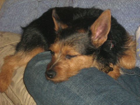 1988 Mercury Grand Marquis - A small dog with black and tan fur rests its head on a person's leg, eyes closed.