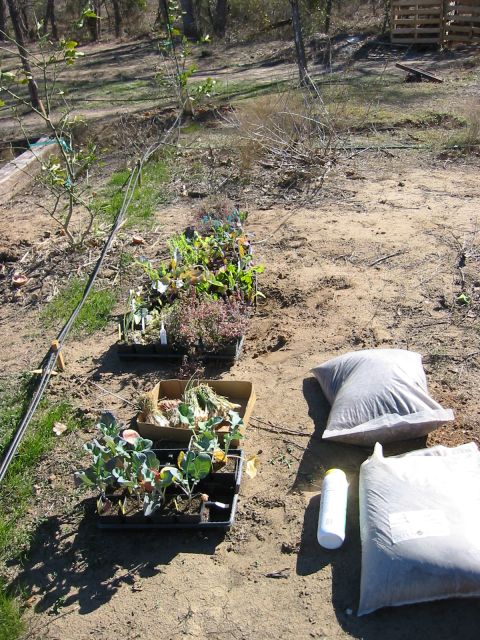 1996 Ford Bronco - Gardening supplies, including seedlings and bags of soil, are laid out on the ground in a wooded area.