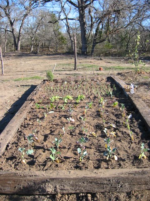 1996 Ford Bronco - A raised garden bed filled with young plants sits in a dry, wooded area under a clear blue sky.