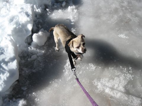 1993 Ford Bronco - A dog is on a leash on a frozen surface with snow nearby.