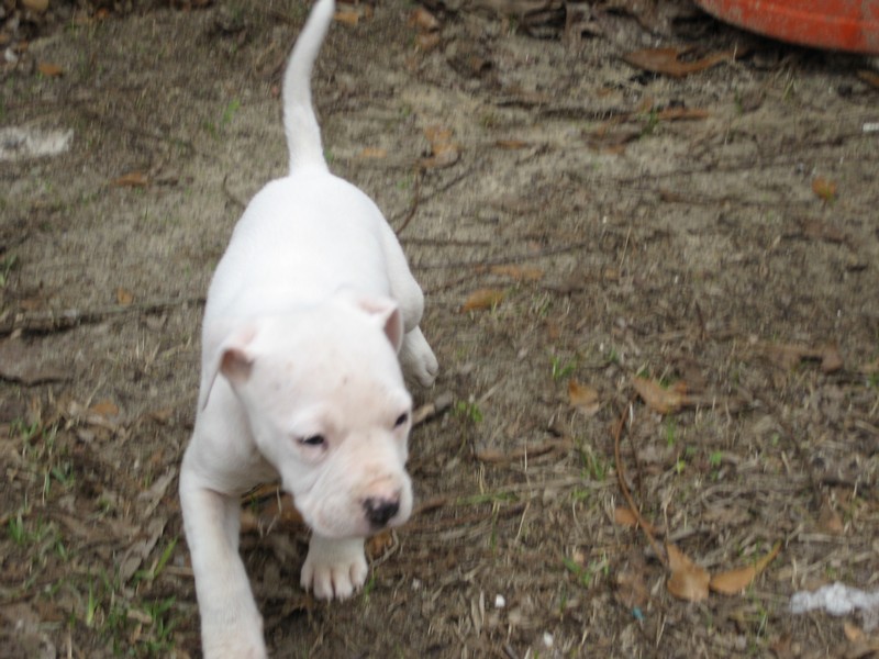 A white puppy standing on the ground.