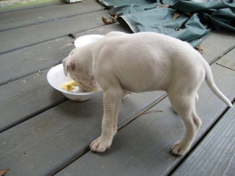 2004 Ford F-150 - A white puppy eats from a bowl on a weathered wooden deck, with a green tarp in the background.