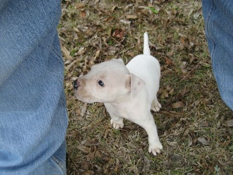 2004 Ford F-150 - A white pit bull puppy looks up from the grass between a person's legs wearing blue jeans.