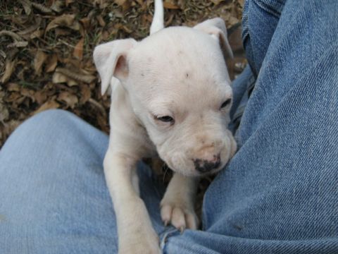 2004 Ford F-150 - A young white puppy rests comfortably between folds of blue denim jeans.