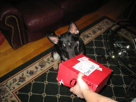 1978 Ford Bronco - A dog watches as a person holds out a red package labeled 'Parcel Post'.