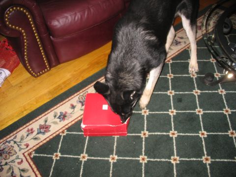 1978 Ford Bronco - A dog investigates a red box on the floor, with a leather armchair visible in the background.