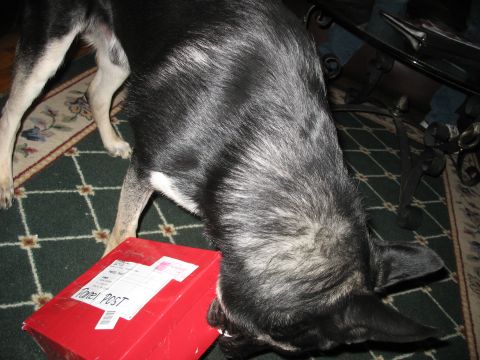 1978 Ford Bronco - A dog investigates a red package labeled 'Parcel POST' on a patterned rug.