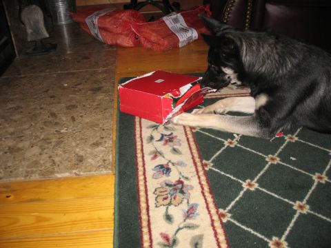 1978 Ford Bronco - A dog is investigating a torn open gift box on the floor.