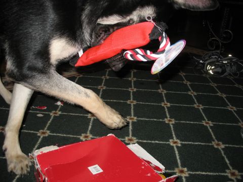1978 Ford Bronco - A dog chews on a red toy next to a ripped open red box on a patterned carpet.