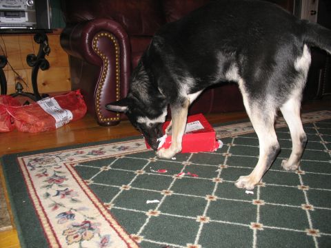 1978 Ford Bronco - A dog is busy with a red box on the floor, surrounded by household items.