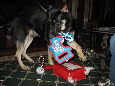 1978 Ford Bronco - A dog plays with a mail truck toy and a red box on a carpeted floor.