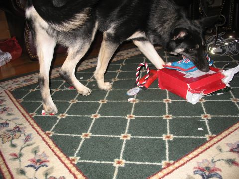1978 Ford Bronco - A German Shepherd investigates a red box containing a blue toy on a patterned rug.