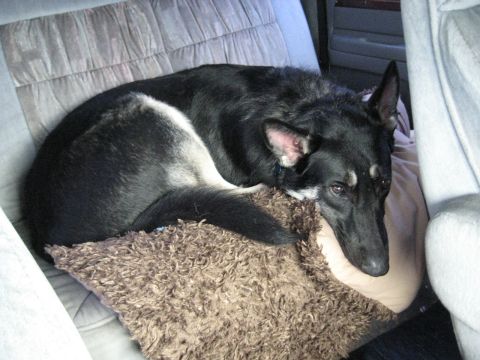 1978 Ford Bronco - Dog sleeping on a cushion in the back seat of a vehicle.