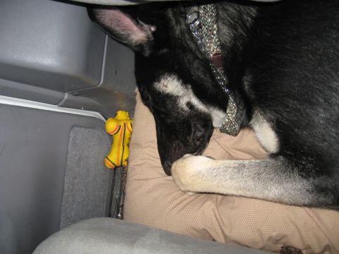 1978 Ford Bronco - A dog rests with its toy inside a vehicle.