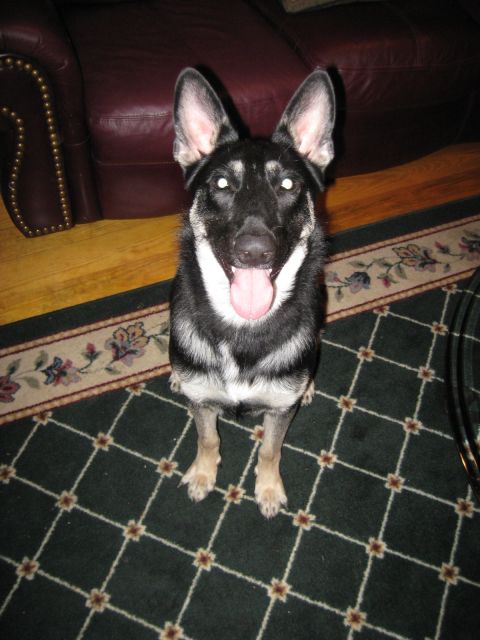 1978 Ford Bronco - A German Shepherd dog with erect ears and a pink tongue sits attentively on a dark green carpet.